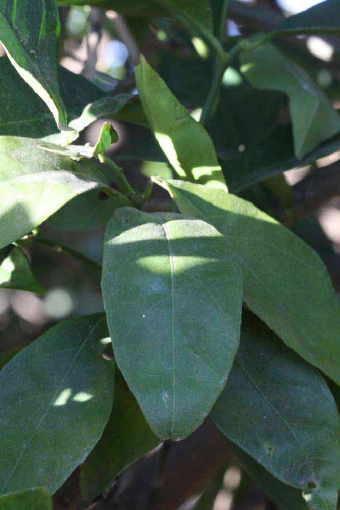            Shade leaves (Riverside, CA)   